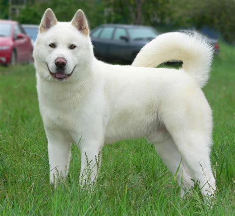 akita philippines|Akita Inu Philippines.